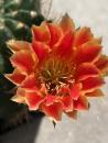 Lobivia Hybr. orange rot